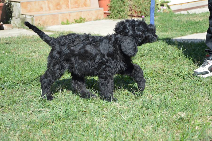 Black Russian Terrier PUPPY  –  Crni Ruski Terijer ŠTENCI