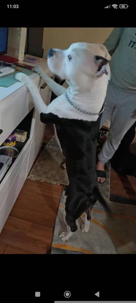 Americki stafordski terijer 