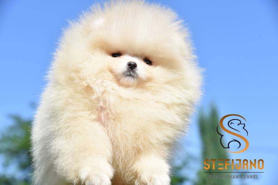 Pomeranac Boo štenci