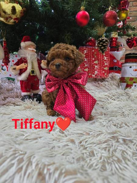 Teacup Crvena Pudla - ženka