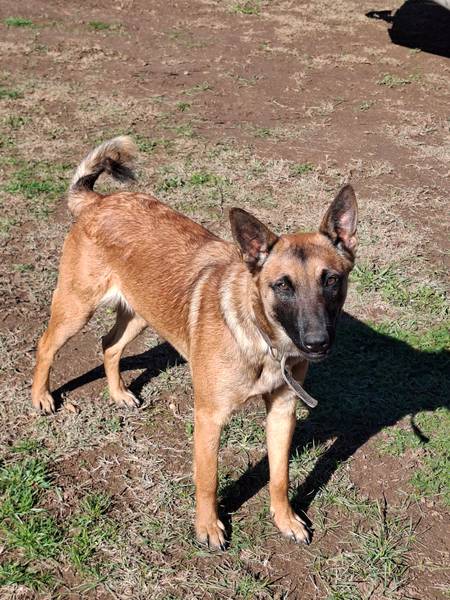 Mužjak i ženka malinoa