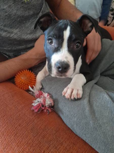 Pit bull i Američki staford