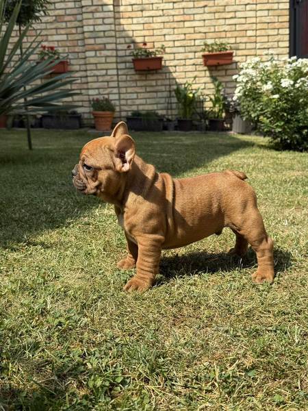 Francuski Bulldog Od Kuce Don 