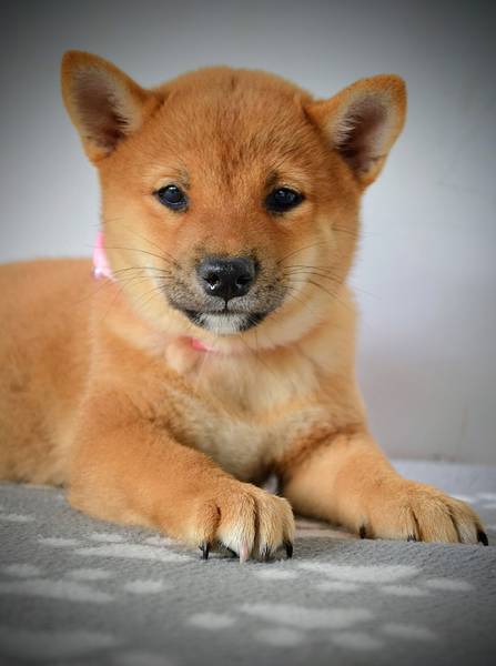 Shiba Inu, Šiba Inu štenci