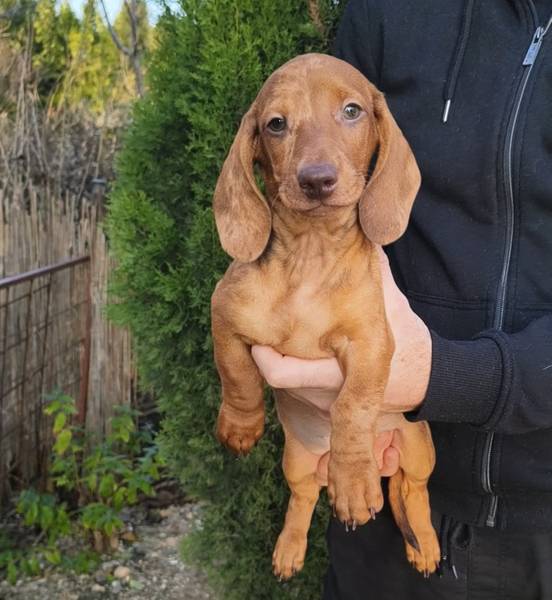 Jazavicar kratodlaki