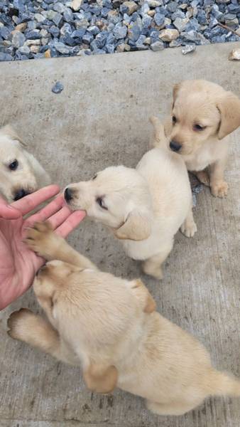 Mešanci labradora i vučjaka