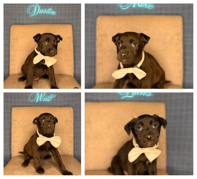 HITNO UDOMLJAVANJE – 2 MUŠKA ŠTENETA