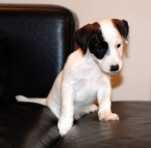 Džek Rasel terijer-Jack Russell Terrier