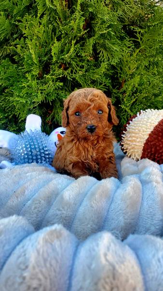 Mali pahuljasti prijatelji traže novi dom - Štene Pudle