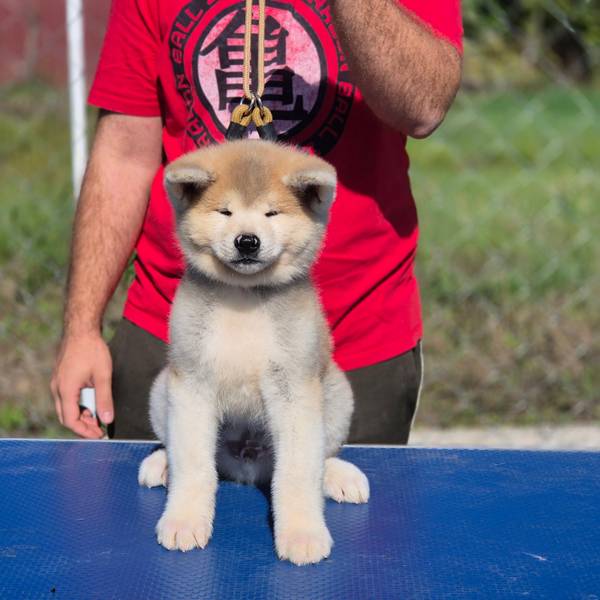 Japanska akita inu stenci