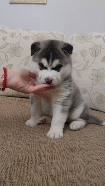 Stenci sibirskog haskija