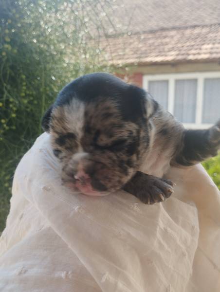 Francuski buldog