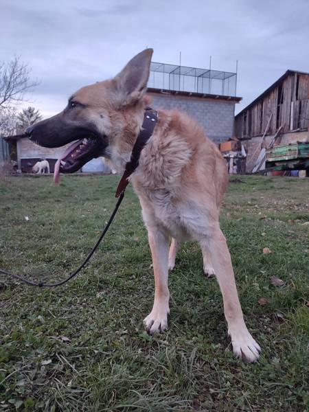 Mesanac vucjaka i malinoe na poklon