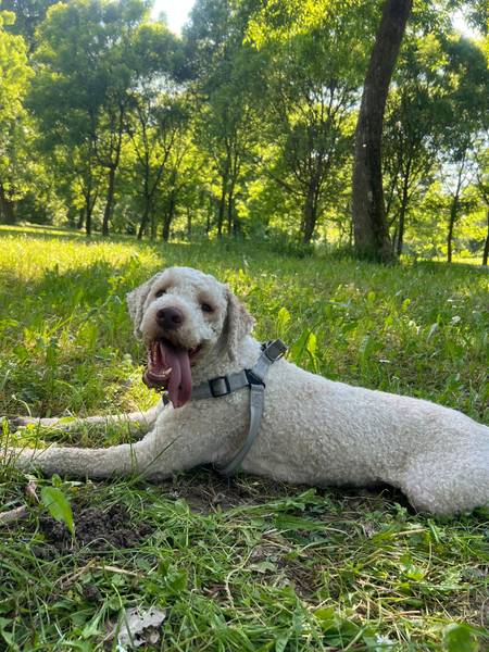 LAGOTO ROMANJOLO SPREMAN ZA PARENJE