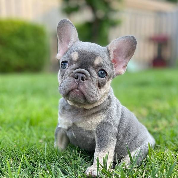 French bulldog puppies for sale 