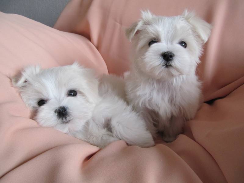 Maltezer Mini Top Leglo 2025