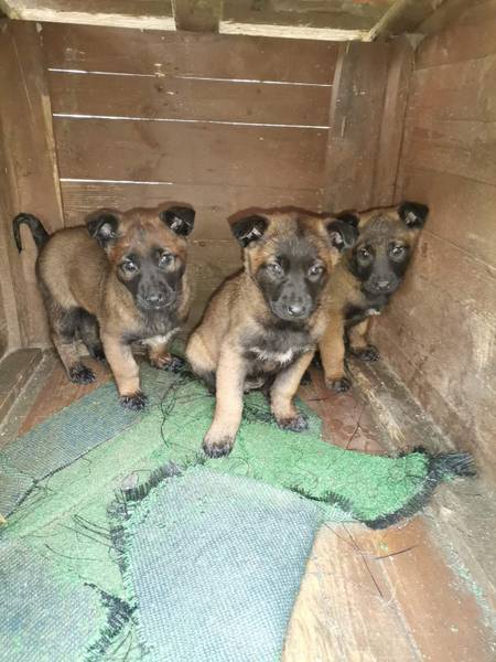 Štenci Belgijskog ovčara Malinoa