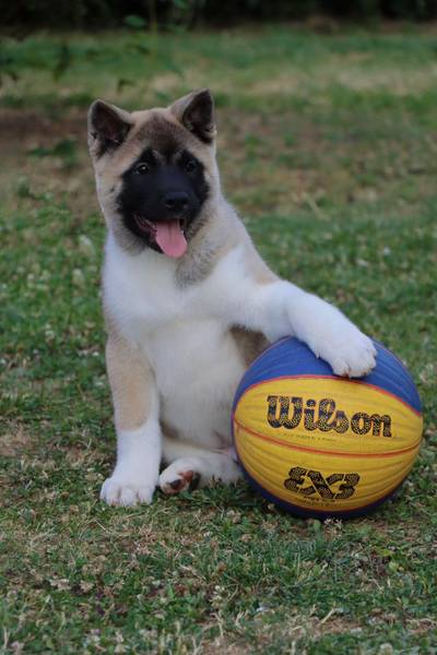 Americka Akita stenci