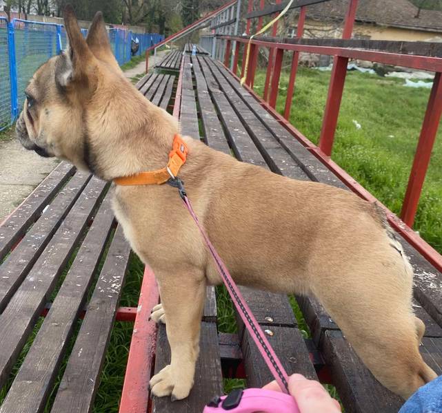 Francuski buldog 