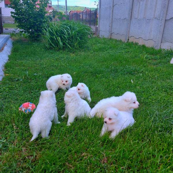 Sibirski Samojed