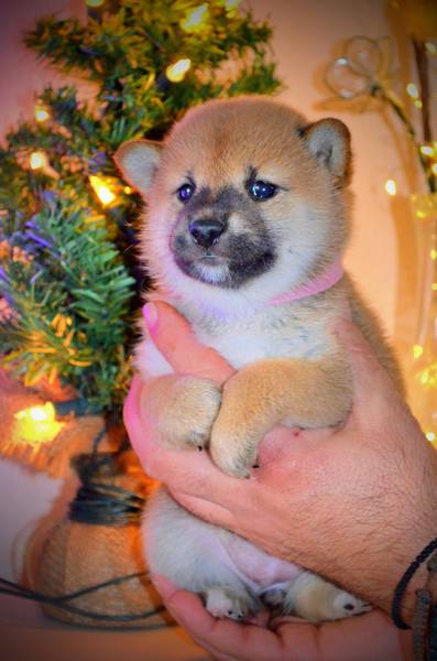 Šiba inu-Shiba inu štenci