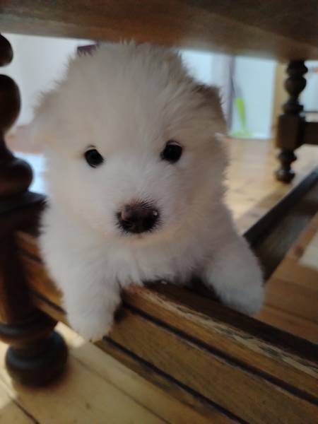 Samojed