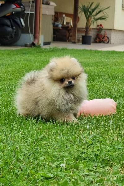 Boo Pomeranac