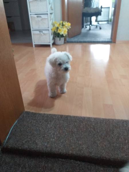 Bishon frise