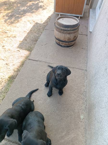 Žensko štene labrador retrivera