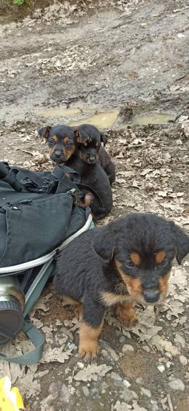 Sedam malih štenaca rotvajlera traži dom! 🐾