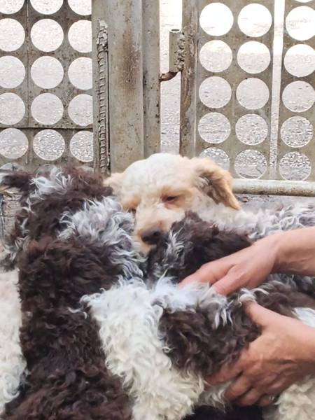 Lagotto Romagnolo štenci