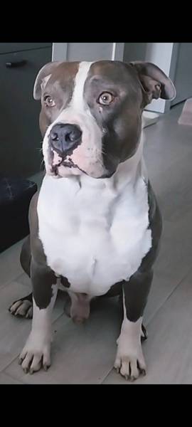 BLUE AMSTAFF Mužijak 