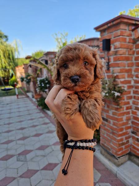 TOY PUDLA