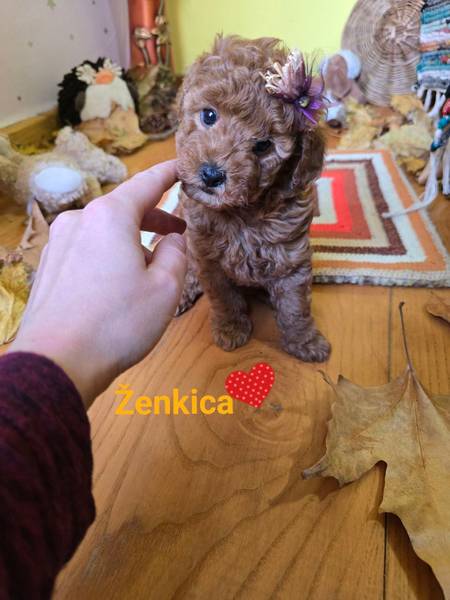 TOY Crvene Pudle/Crvena Pudla - štenci