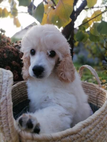 Štenci srednje pudle na prodaju