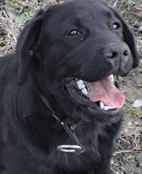Crni labrador Jablan, spreman za parenje