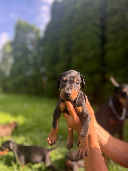 Doberman Ženka