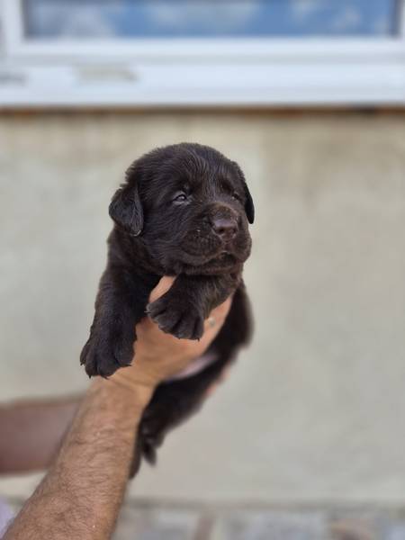 Na prodaju stenci Labrador retrivera