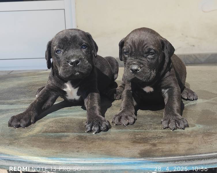 Cane Corso  Kane Korso 