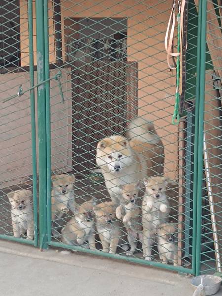 Stenci Akita Inu (Japanska Akita)