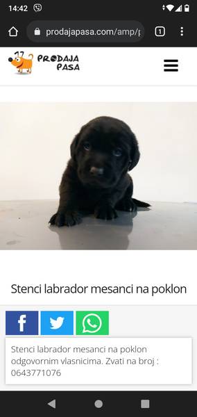 Labrador Cane Corso