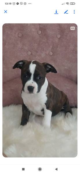 Zenke americkog staforda