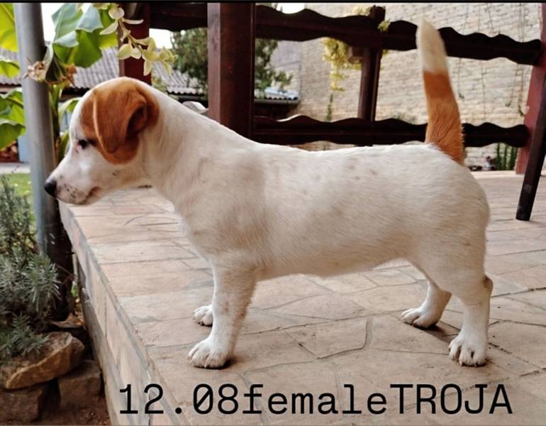 Jack Russel Terrier