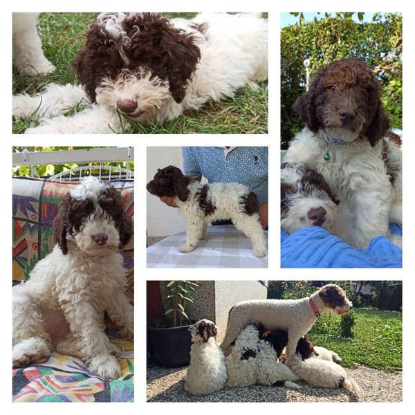 Lagotto romagnolo štenci