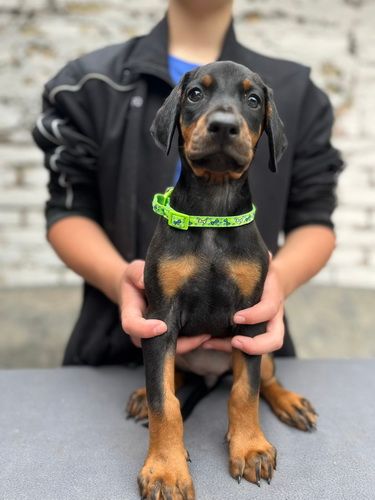 Prodaju se prelepi štenci dobermana