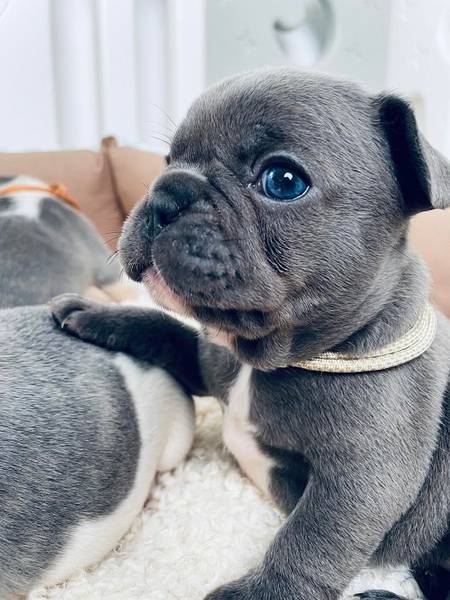 Francuski buldog