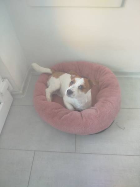 Dzek rasel za parenje 