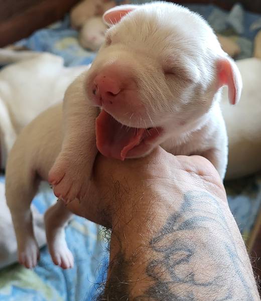  Dogo  Argentino 