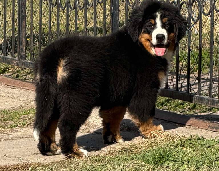 Na prodaju stenci bernskog planinskog psa, odlicnog kvaliteta