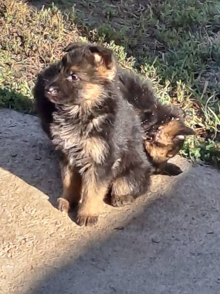 3 muška šteneta Nemačkog ovčara 